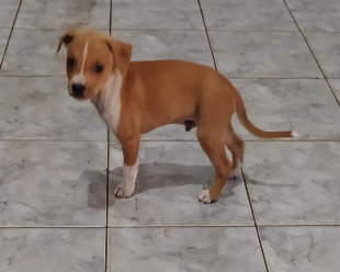 Imagem do anuncio Adoção responsável!
