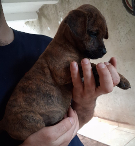 Imagem do anuncio doação cachorrinhos.