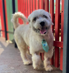 Imagem do anuncio Lhasa Apso para Adoção Responsável