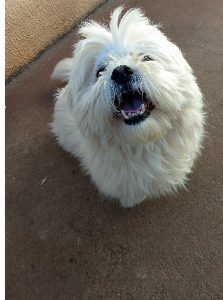 Imagem do anuncio DOAÇÃO DE LHASA APSO