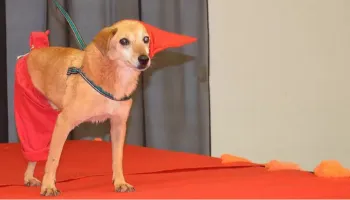 Cãolloween no Jabô