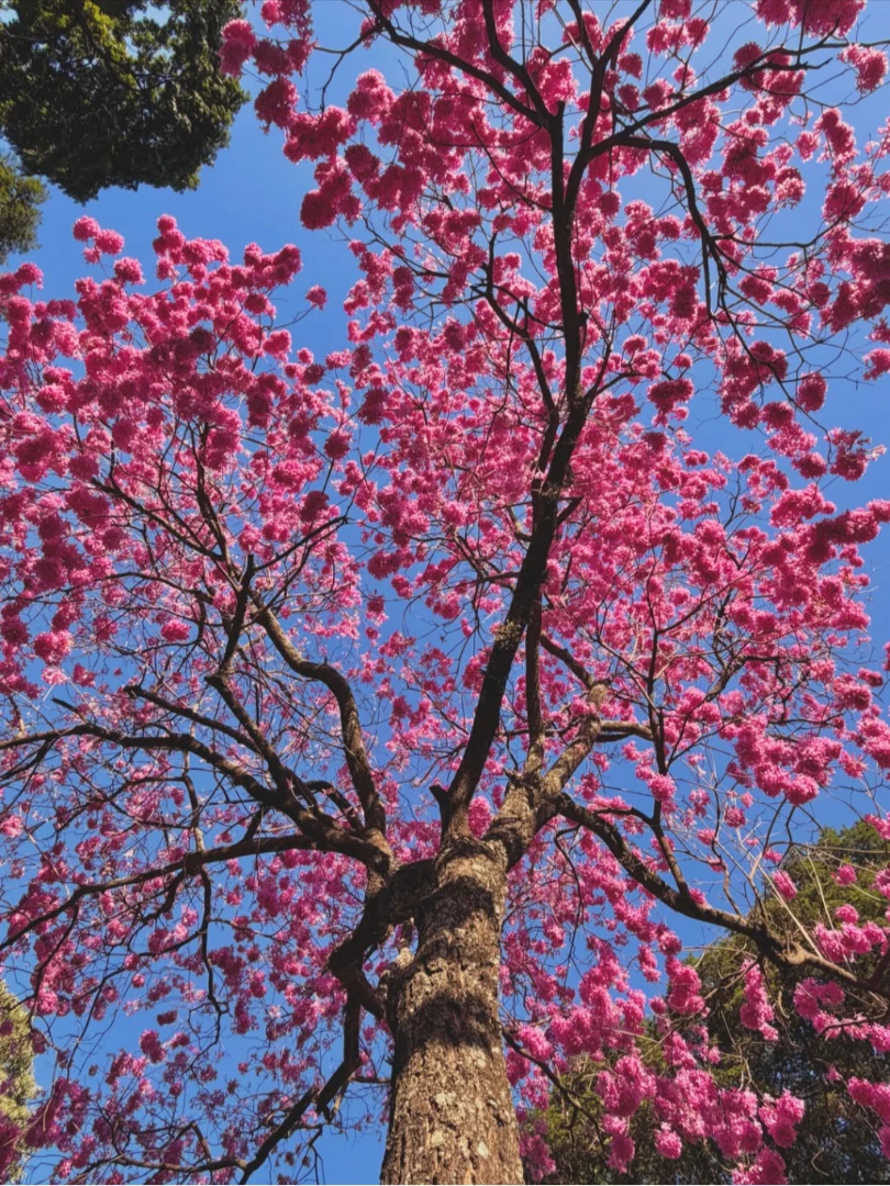 A copa do ipê transforma o azul do céu em moldura para uma explosão de flores. 26/07/2026