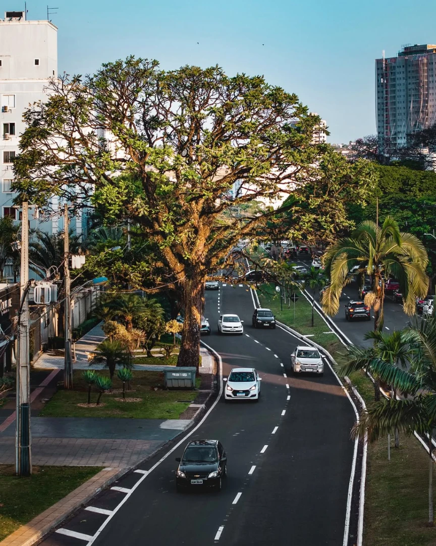 A histórica árvore da Avenida São Paulo, símbolo de resistência ambiental em Maringá, foi preservada com o desvio da via. 17/10/2025