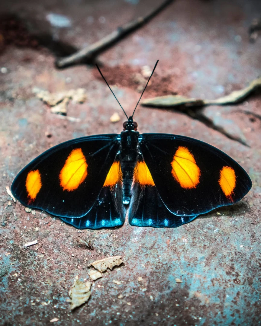Asas abertas revelam um contraste de azul, preto e laranja em meio às folhas e ao chão da mata. 15/09/2026