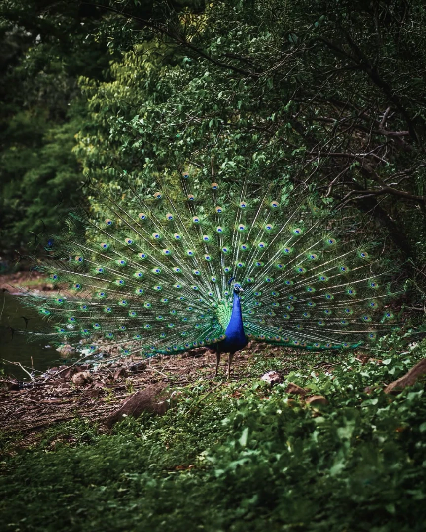 Com a cauda aberta em um leque de cores, o pavão transforma o verde do Parque do Ingá em cenário para seu espetáculo. 15/09/2026