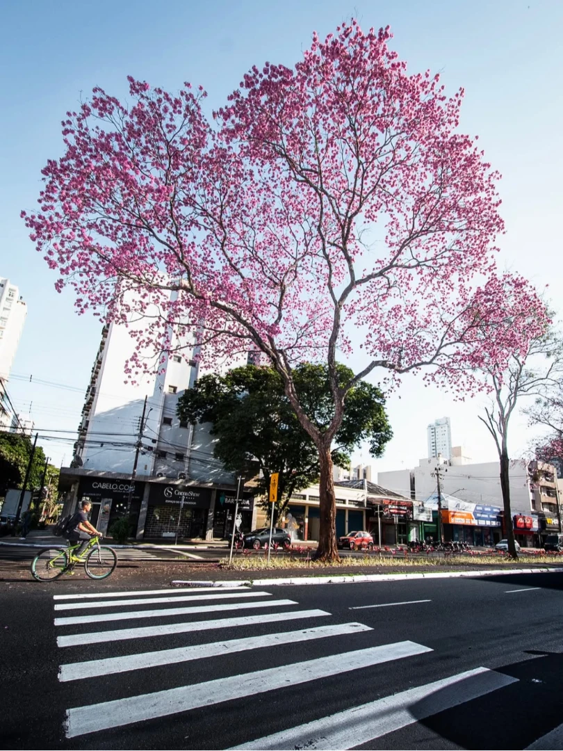 O ipê-roxo faz parte do caminho, da paisagem e da rotina de quem vive Maringá. 26/07/2026