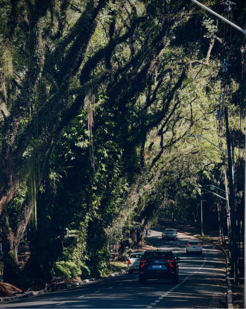 Carros seguem pela avenida cercada pelo verde, uma paisagem que é a cara de Maringá. 20/09/2026