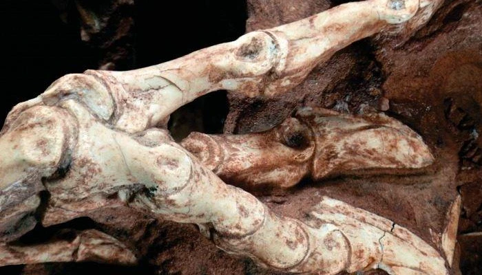 Réplica de fóssil do primeiro dinossauro do Paraná será exibida no Parque do Ingá.