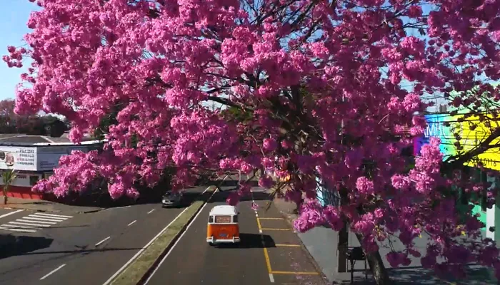 Ipês enfeitam as ruas de Maringá; veja onde e quando encontrar as árvores coloridas.