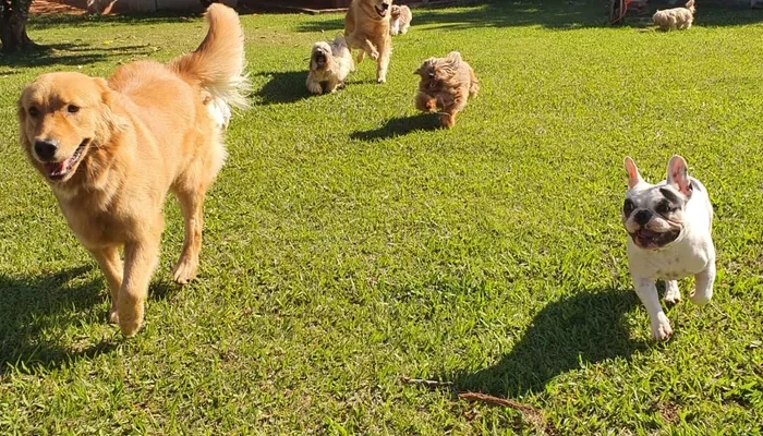 O encontro gratuito, voltado para tutores de animais, ONGs e profissionais da área