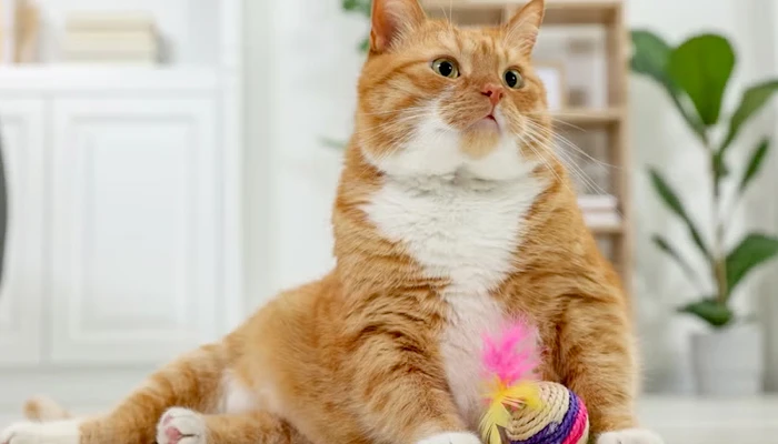 Seu mascote não pode ficar fora, encontre o melhor ângulo, fotografe e faça uma bela homenagem ao seu melhor amigo.