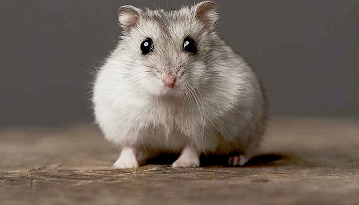 Seu mascote não pode ficar fora, encontre o melhor ângulo, fotografe e faça uma bela homenagem ao seu melhor amigo.