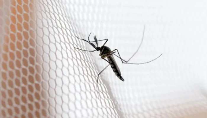 10 dias de vida, até 1.500 ovos e mais: confira algumas curiosidades sobre o Aedes aegypti.