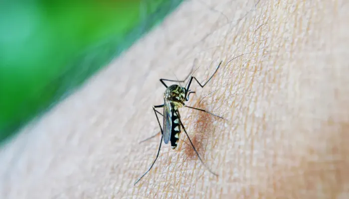 Maringá é a terceira cidade do estado com mais casos de dengue confirmados