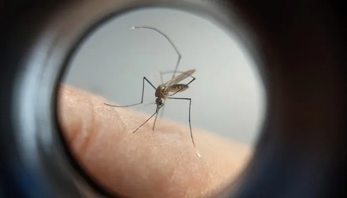 Mais 32 mil casos de dengue foram confirmados na última semana no Paraná